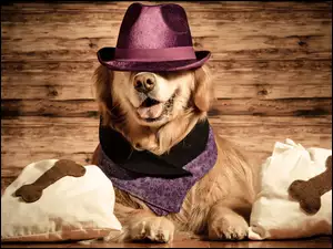 Golden retriever w kapeluszu i apaszce