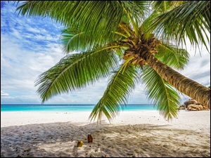 Pochylona, Chmury, Plaża, Morze, Palma