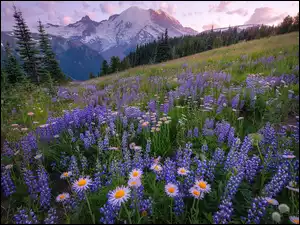 Łubin i astry na łące z widokiem na wulkan Mount Rainier