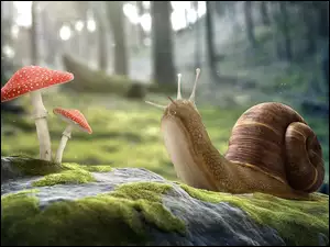 Ślimak podziwia muchomorki