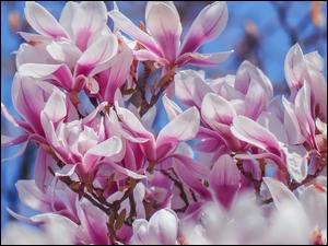 Magnolia różowa