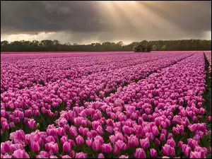 Różowe, Tulipany, Drzewa, Kwiaty, Szopa, Drewniana, Plantacja