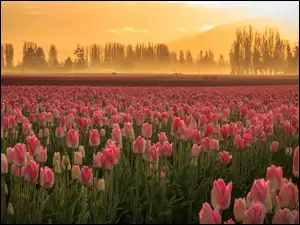 Tulipany