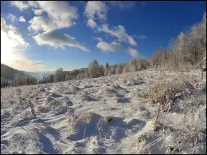 Pierwszy śnieg na łące