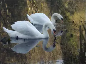 Białe łabędzie pośród trzcin