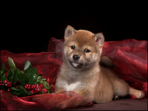 Pies Shiba inu