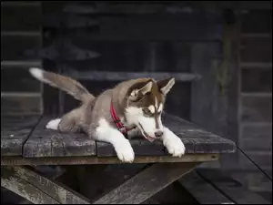 Husky, Pies, Siberian