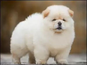 Chow chow