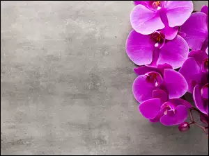 Orchidee, Pąki, Storczyki, Kwiaty, Fioletowe