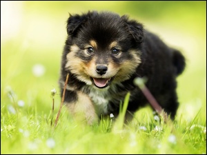 Szczeniaczek Fińskiego lapphunda biegnie po trawie
