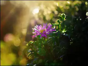 Aster, Kwiat