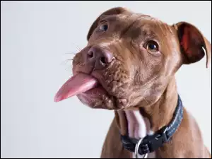 Pit Bull Terrier pokazuje język