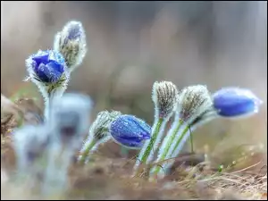 Rosa, Sasanki, Pąki, Krople