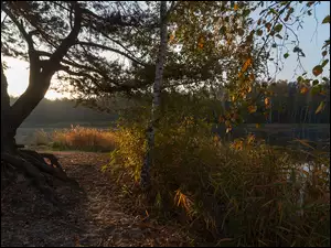 Jesienne drzewa i zarośla nad jeziorem