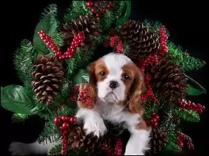 Cavalier king charles spaniel w świątecznym wieńcu
