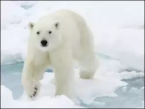 Niedźwiedź polarny na śniegu