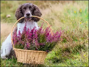 Springer spaniel angielski z koszykiem wrzosów w pysku