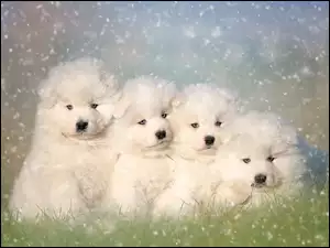 Cztery szczeniaki psa rasy Samojed