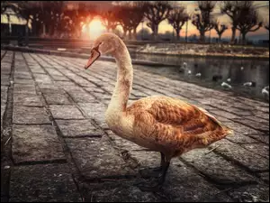 Łabędź
