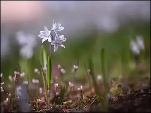 Kwiaty, Puszkinia cebulicowata, Niebieskie