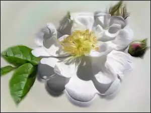 Kwiat i pąki dzikiej róży w grafice