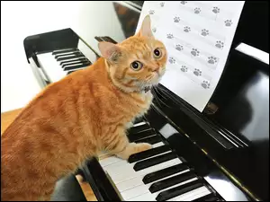 Pianino, Kot