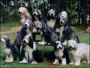 jedenaście, Bearded collie