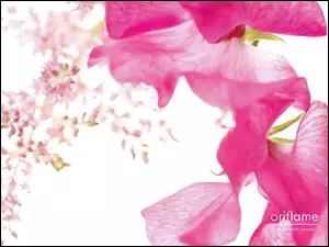 róż, Oriflame, kwiaty