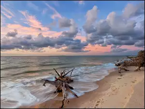 Chmury, Korzenie, Plaża, Morze, Niebo