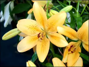 Lilie, Kwiaty