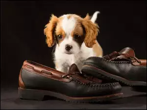 Szczeniak Cavalier King Charles Spaniel zainteresował się butami swojego pana