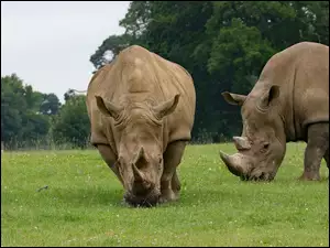 Dwa nosorożce jedzą trawę