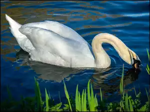Łabędź w wodzie