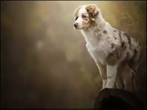 Owczarek australijski na drzewie