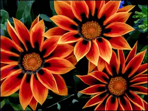 Kwiaty, Gazania, Trzy