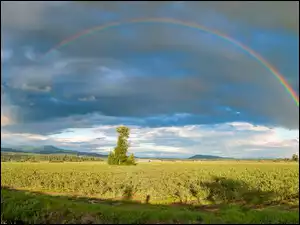 Tęcza nad polem