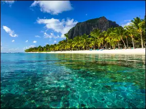 Plaża pod palmami na Mauritiusie