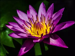 Fioletowy kwiat lilii wodnej