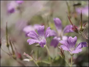 Kwiaty, Liliowe, Bodziszki