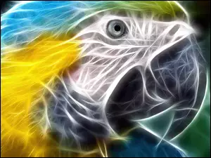 3D, Papuga, Ara