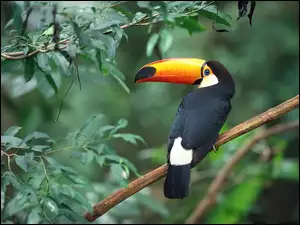 Tukan