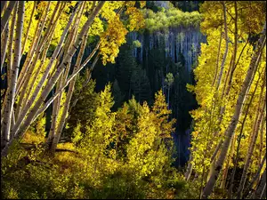 Las Państwowy White River National