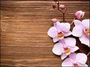 Orchidea na deskach
