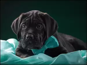 Cane Corso, Pies, Szczeniak