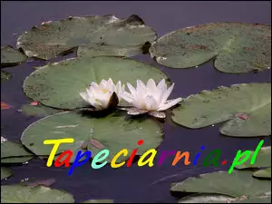 Lilia wodna, Tapeciarnia, Promocja