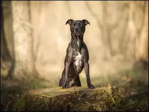 Pit Bull Terrier pozujący na pniu drzewa