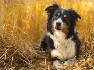 Border collie w zbożu