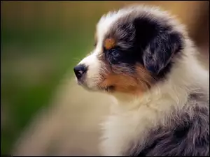 Australijski, Szczeniak, Owczarek