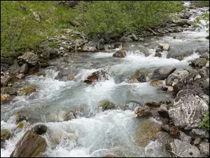 Krzewy na brzegach kamienistego potoku