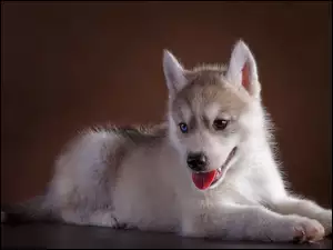 Siberian Husky z błękitnymi oczami